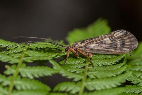 Réf. 305 696 : Potamophylax luctuosus